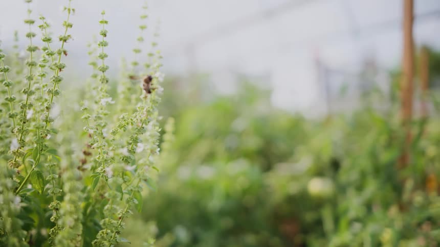 A bumblebee flies around a plant