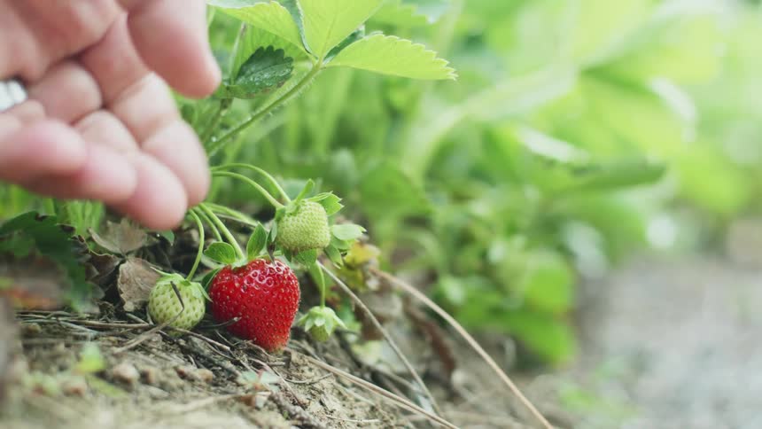 Strawberry picking