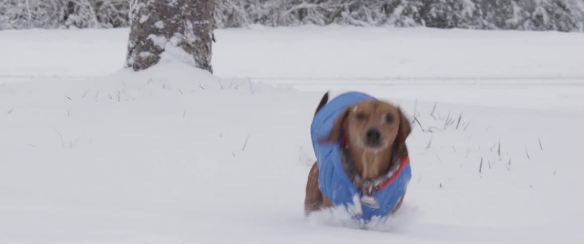 A dachshund, wearing a coat, standing by a tree before turning to run through snow