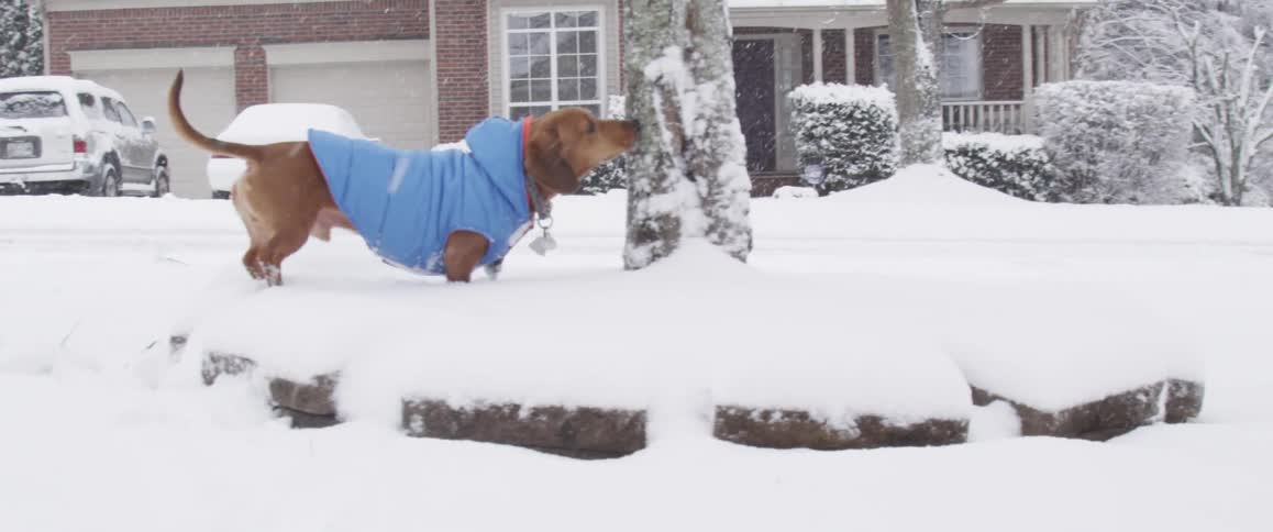 A dachshund dog wearing a coat walking in the snow