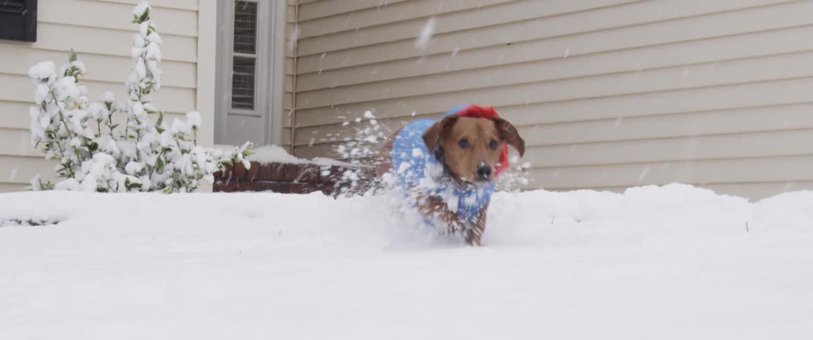 A dog playing in the snow