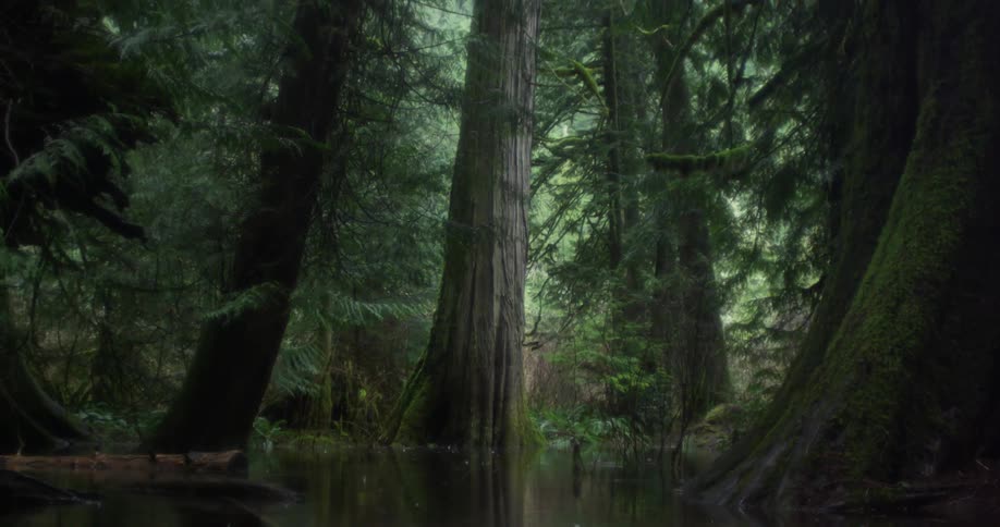 Tall trees in a forest