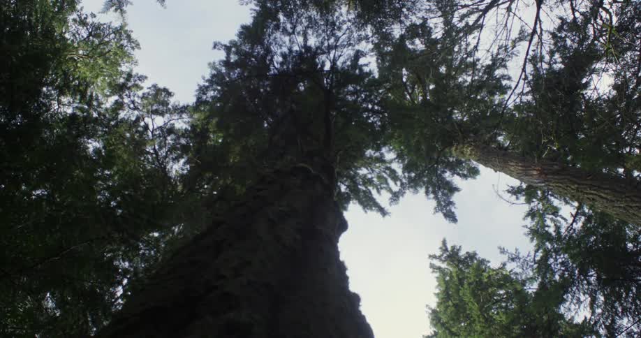 The tall tree has many green needles