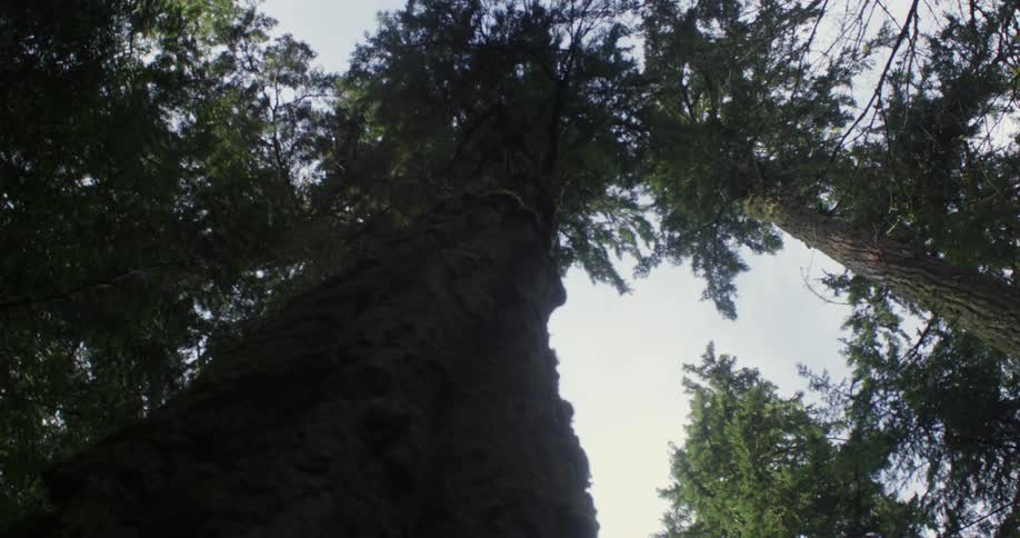 The trunk of a tall tree in a woodland during the day