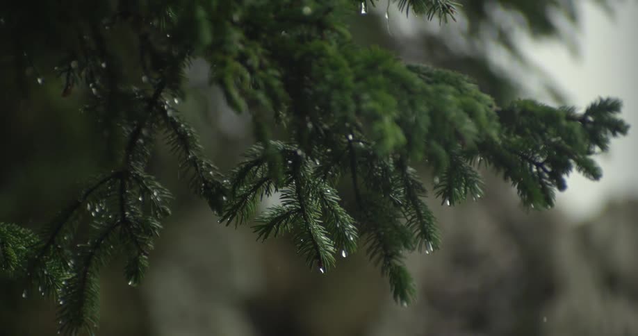 Close up shot of water drops dropping off an evergreen tree