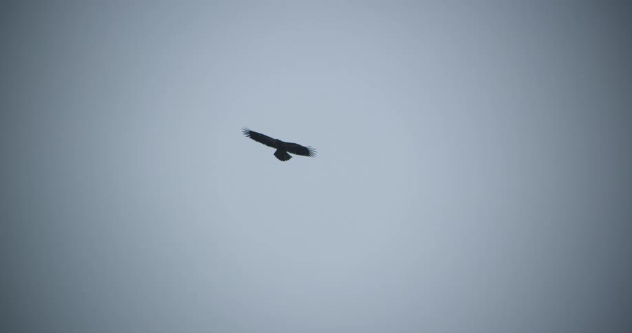 An eagle is flying in the clear sky