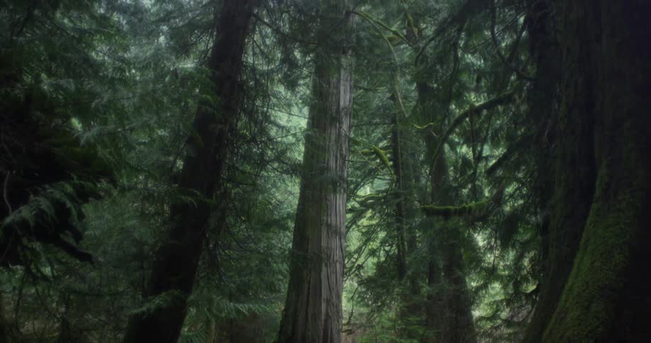 Tall trees with vines and moss in a forest
