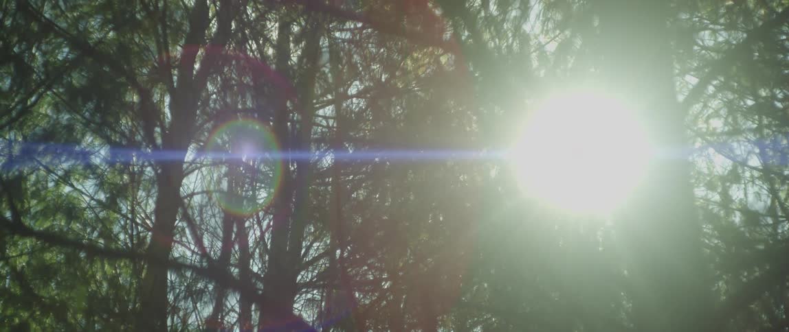 Sun shines through conifer trees