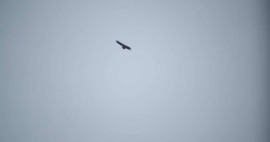 A bird glides through sky during the day