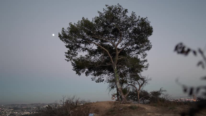 A person swings on a tree near dusk