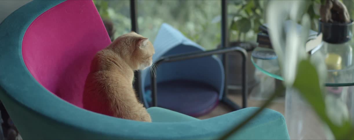 A cat is sitting on a bright chair looking around a sun room full of plants