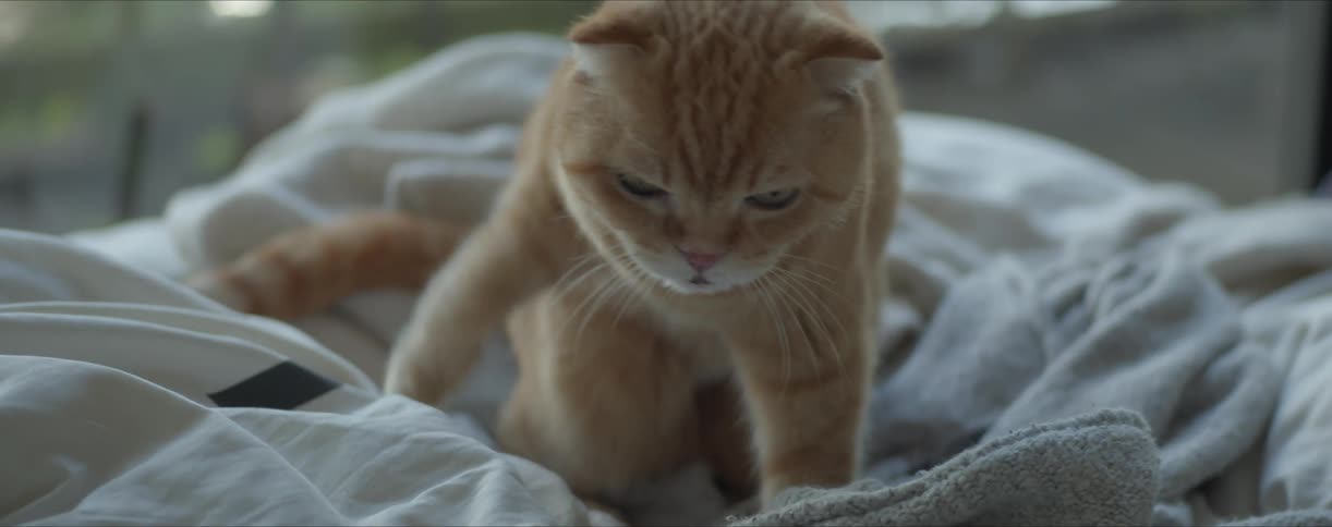 A tabby cat is on a bed cleaning itself