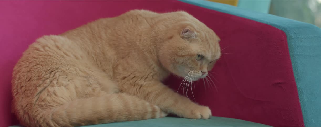 An orange settles in for a nap in a colorful armchair