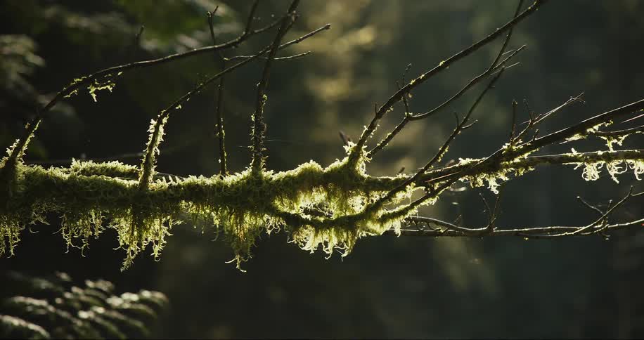 Insects fly around a moss covered branch in the tree