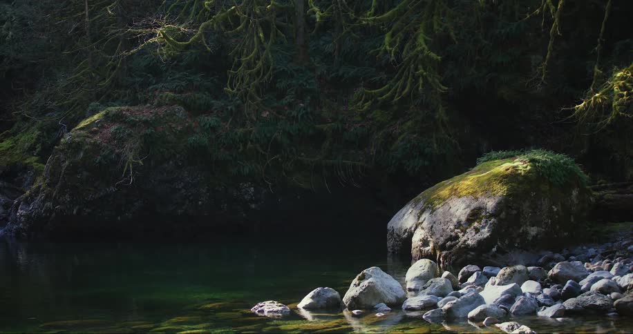 Water gently ripples in a forest creek around a bed of rocks