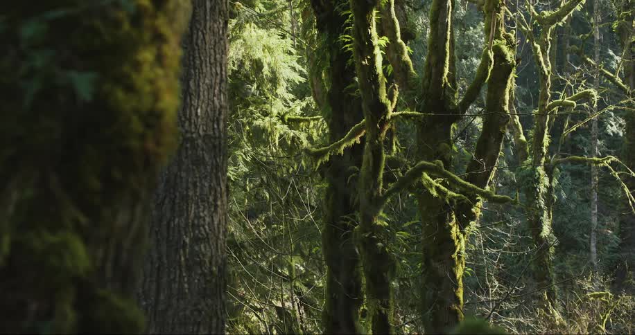 The sun shines on trees in a forest