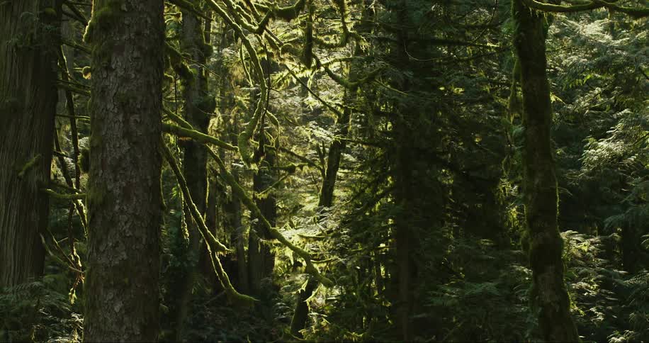 Moss is covering branches and trees in a dense forest