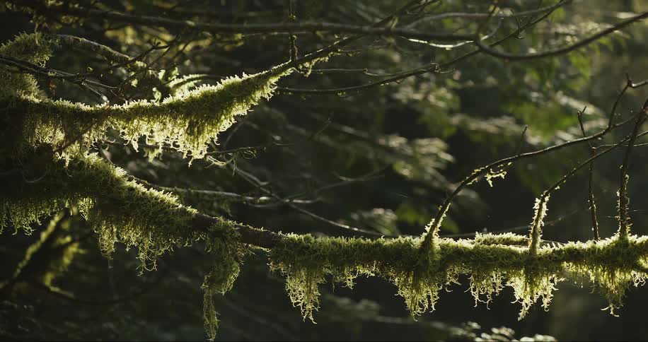 Moss is covering the braches on a tree in a forest