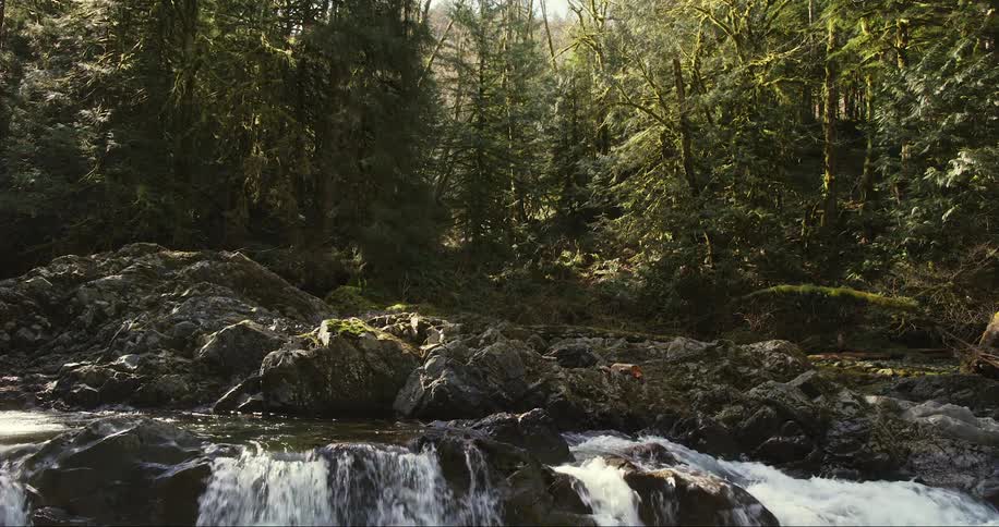 The stream is in front of the forest