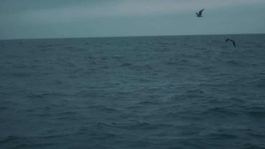 Birds fly over a choppy ocean