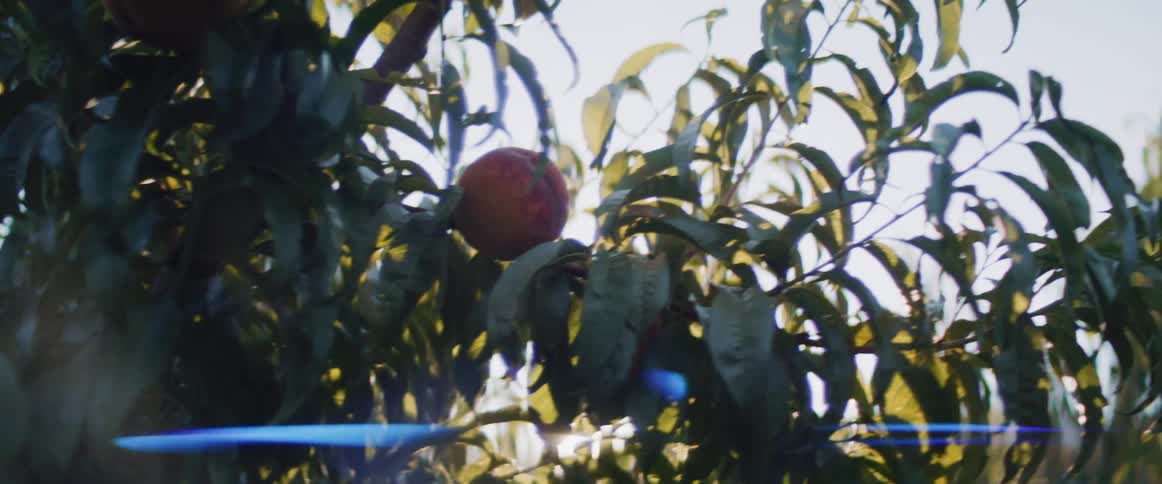 A peach is hanging from the tree