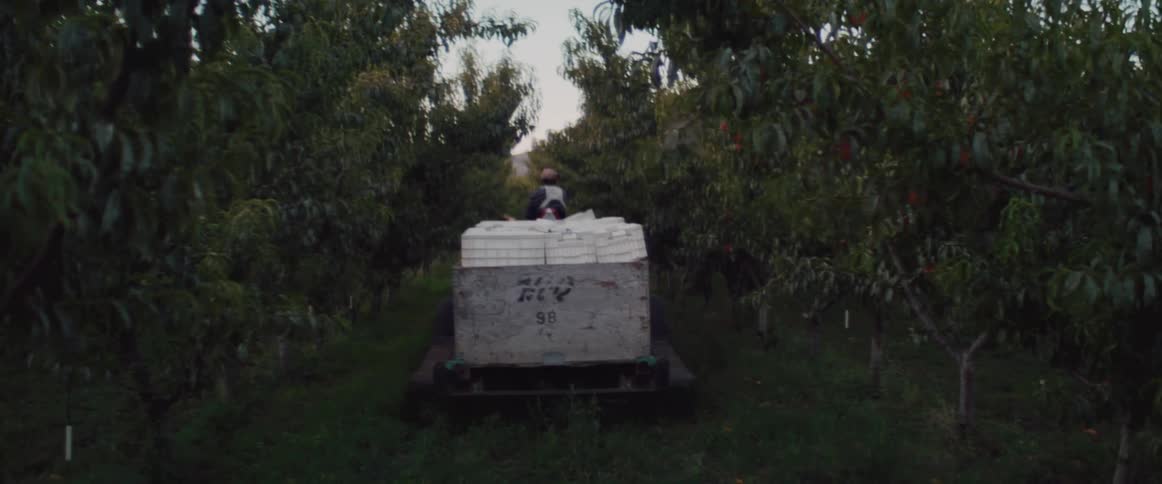 Farm worker pulling a pallet over a small vehicle between the rows of fruit tree in the morning