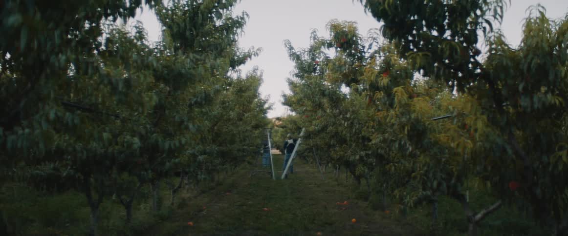 People working in an orchard
