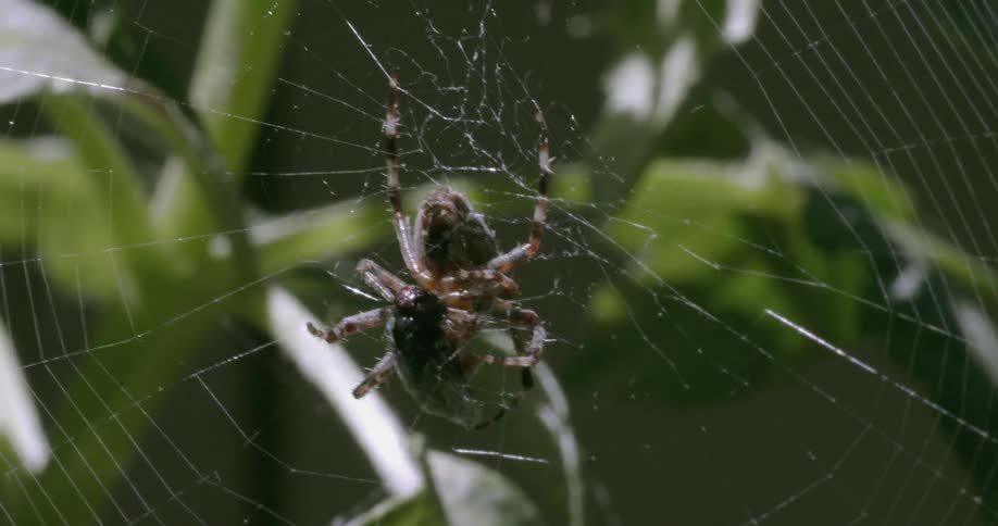 A spider has a fly entangled on a web