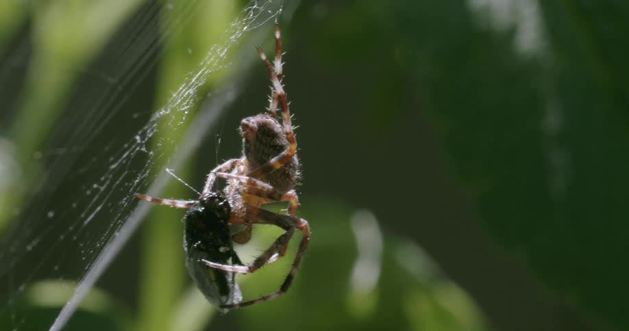 Spider dispensing of its prey that was caught in his web