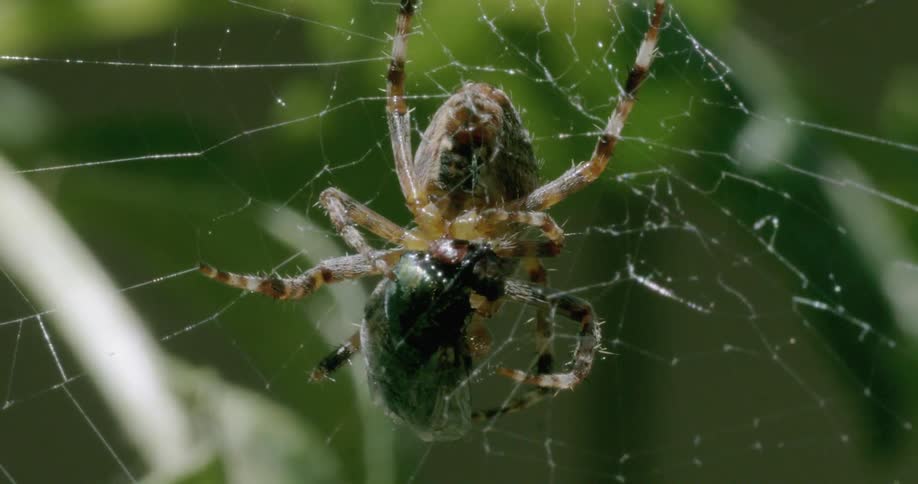 Spider eating its prey that was caught in its web