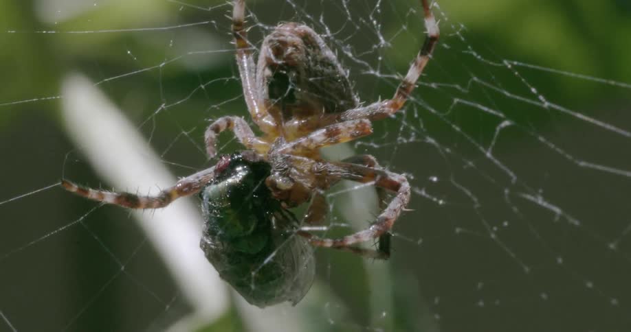 Spider