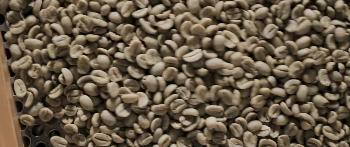 White coffee beans are sifted before roasting at a cafe
