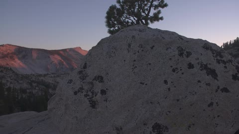 A lone tree stands in the desert