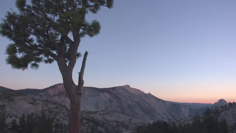 A tree in the sandy mountains