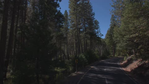 Street through a wooded area