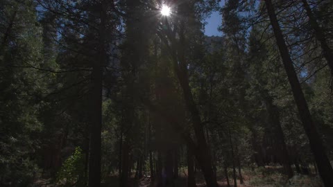 The sun shines bright over the forest