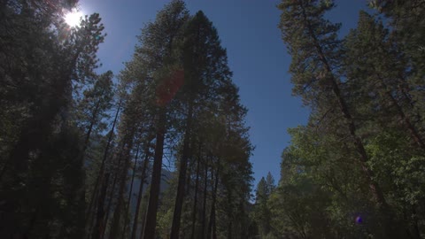 Looking up at a sunlit sky while moving through trees