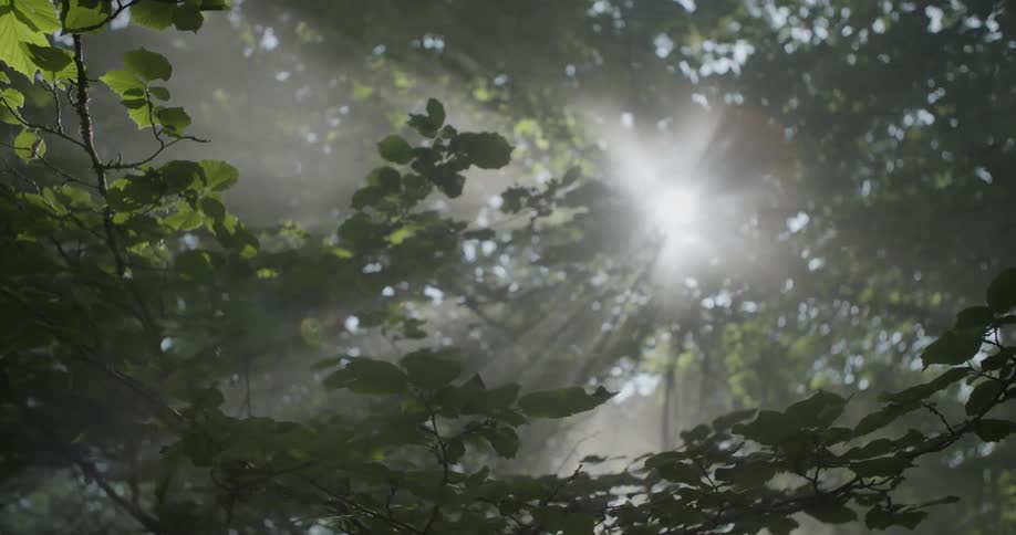 Sunlight pours through leaves and branches in the woods