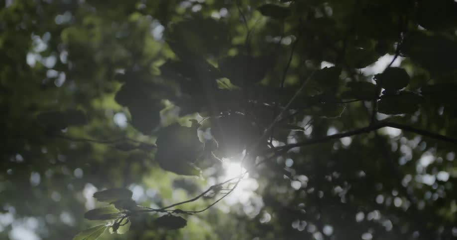 Sunlight shines through tree branches and leaves