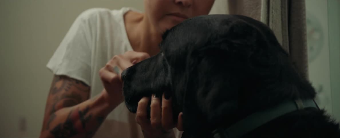 A person is brushing their dogs teeth indoors