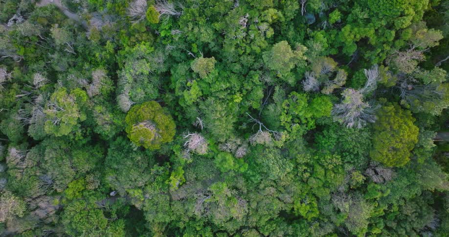Aerial view of a large area of land covered with trees and plants