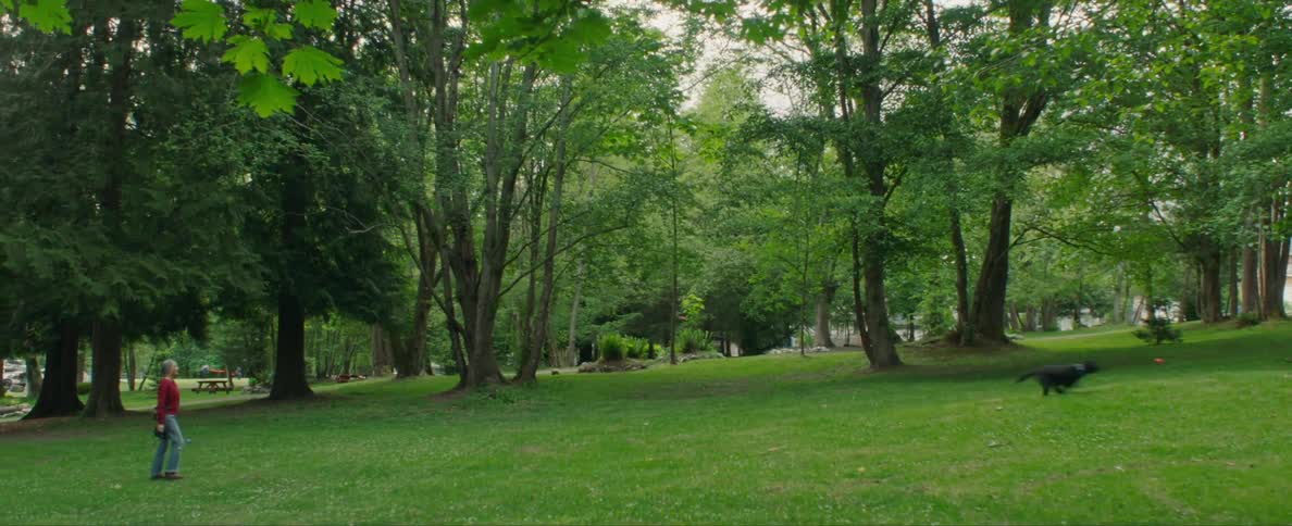 A person is playing fetch with their pet dog at a park