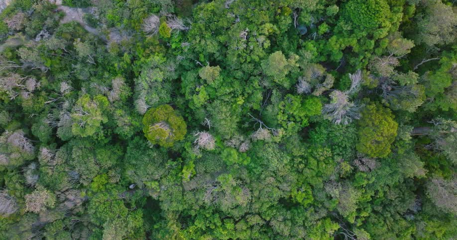 Aerial view of the green canopy of a forest