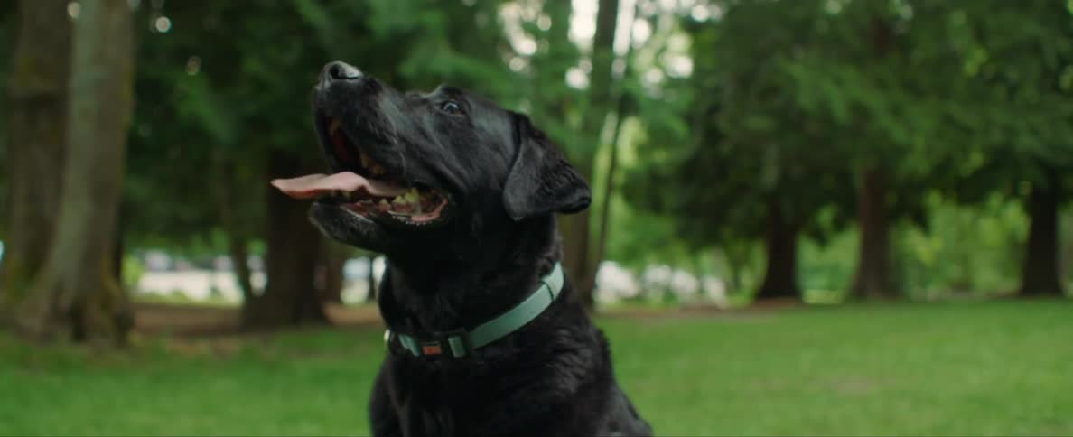 A person is playing with their dog outdoors in spring