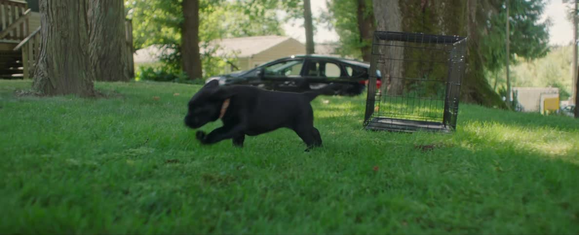 A black puppy runs across the grass to a white puppy