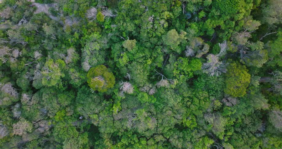 Aerial view of a large area of land covered with trees and plants