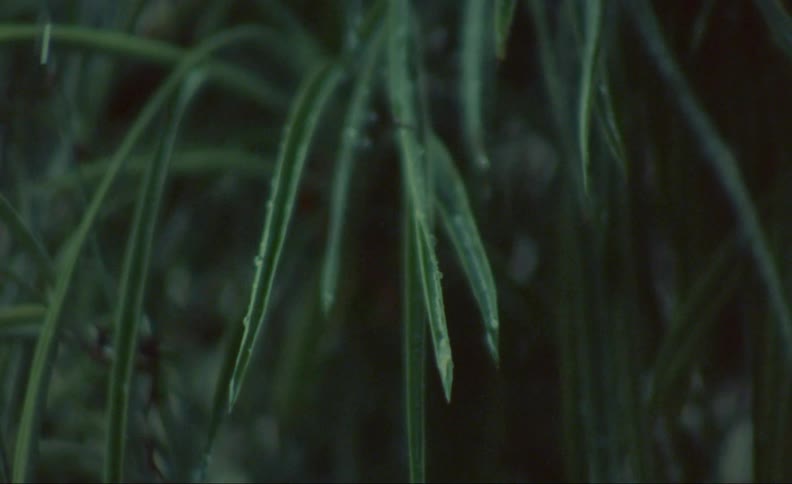 Rain drops are falling on long leaves of a plant and dripping off the edges