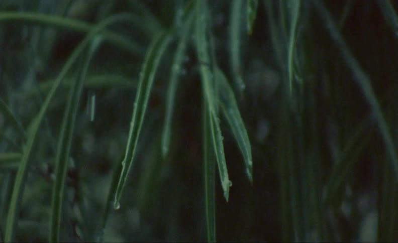 Rain drops are falling onto long leaves of a plant and dripping off of the tips
