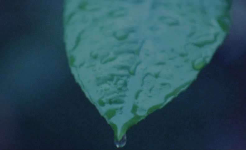The water is dripping from the leaf