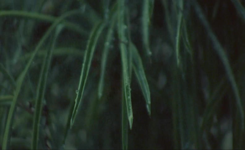 Water droplets fall off the long green leaves of a plant as it rains